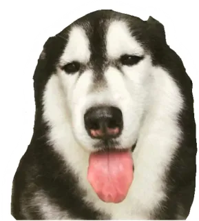 😛 hond, husky, dier, huisdier, schattig, tong telegram sticker