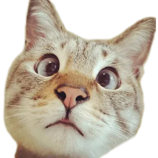 😶 Katze, Tier, Meme, lustig, Haustier, süß, Katzenartig telegram sticker