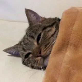 💤 Katze, schlafend, Decke, Tier, Haustier telegram sticker