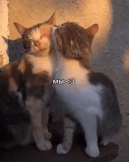 🥰 Мы <3 кошки, животные, нежность, любовь, милые, целуются telegram sticker