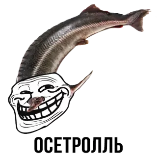 🐟 ОСЕТРОЛЛЬ fish, trollface, meme, funny, ostrolly whatsapp sticker