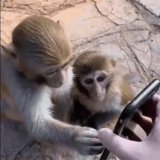 📱 macacos, telefone, animais, vida selvagem, tecnologia, primatas whatsapp sticker