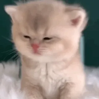 🍓 kat, kitten, schattig, dier, huisdier, huiskat, zoogdier, katachtig telegram sticker