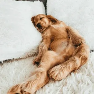 🏙 Hund, Welpe, Schlaf, Süß, Golden Retriever, Bett whatsapp sticker