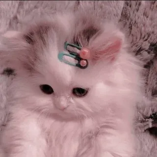 🙍‍♀ Kätzchen, Katze, süß, Haustier, Tier, flauschig telegram sticker
