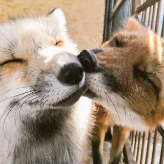 🦊 whatsapp sticker