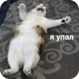🐱 я упал telegram sticker