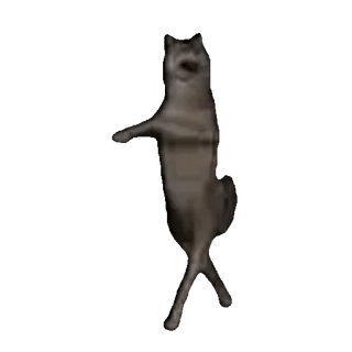 💃 animal, dog, funny, meme, dance, dancing dog, husky whatsapp sticker