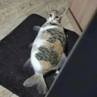 😂 猫, 魚, 動物, ハイブリッド, 面白い, ミーム, ペット, 奇妙な, 可愛い whatsapp sticker