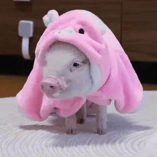 🐽 whatsapp sticker