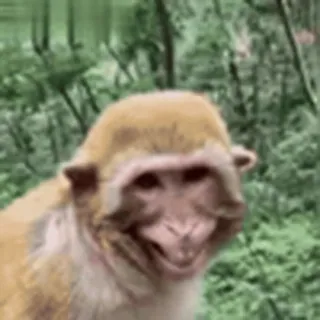 🤩