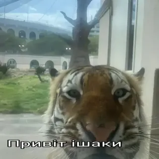 👋 Привіт ішаки tigre, animal, zoo, gato telegram sticker