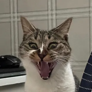 🤮 kat, huisdier, dier, katachtig, gapen, huiskat telegram sticker