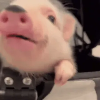 🐽 whatsapp sticker
