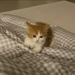 🌟 kätzchen, katze, haustier, tier, süß, hauskatze telegram sticker