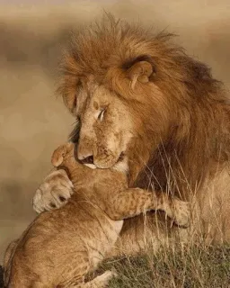 😍 лев, львенок, животное, дикая природа, нежность, любовь telegram sticker