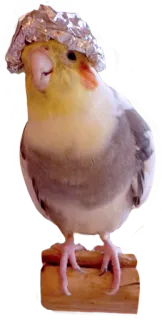🕶 bird, cockatiel, tin foil hat, paranoia, funny, pet, animal telegram sticker