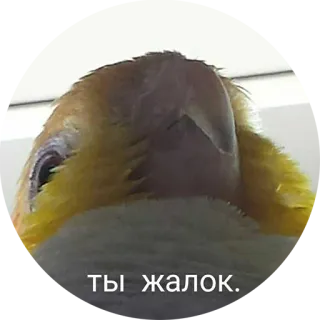 😤 ТЫ ЖАЛОК. vogel, papegaai, schattig, dier telegram sticker