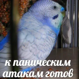 😣 к паническим атакам готов vogel, papegaai, blauw, paniek, aanval, meme telegram sticker