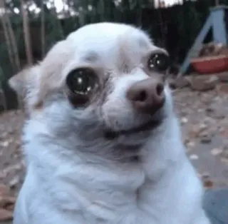 🥺 dog, chihuahua, meme, animal, pet, funny telegram sticker
