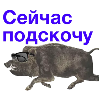 🐗 Сейчас подскочу jabalí, animal, gafas, ruso, texto telegram sticker