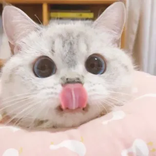 🐈 猫, 子猫, ペット, 動物, 可愛い, 舌, 飼い猫, 青い目 whatsapp sticker
