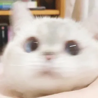 🙁 cat, cute, kitten, animal, pet, funny whatsapp sticker