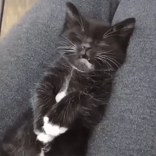 😴 кот, котенок, спящий, милый, питомец, животное, очаровательный telegram sticker