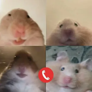 ☺️ criceto, videochiamata, meme, divertente, animale, roditore telegram sticker