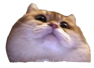 😦 kat, schattig, dier, huisdier, sticker telegram sticker