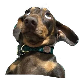 Doxi telegram stickers