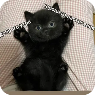 🐱 доброго утра хорошего настроения whatsapp sticker
