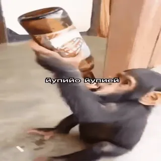 🍺 йупийо йупией animal, monkey, drinking, bottle telegram sticker