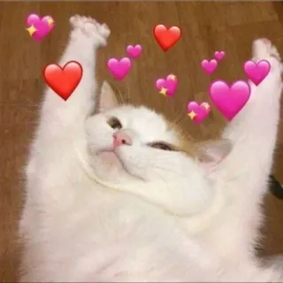 😍 chat, coeurs, amour, adorable, mignon, animaux whatsapp sticker