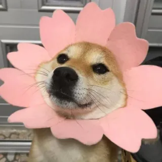 🌸 anjing, bunga, lucu, shiba inu, hewan peliharaan whatsapp sticker