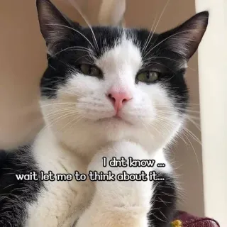 🤔 I dnt know ... wait let me to think about it.... kucing, berpikir, lucu, hewan, hewan peliharaan, meme telegram sticker