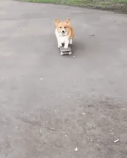 🙂 corgi, perro, skateboard, skate, animal, mono telegram sticker