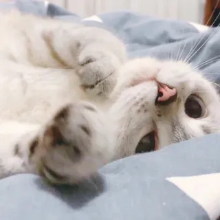 🐈 猫, 子猫, ペット, 動物, かわいい, 飼い猫 whatsapp sticker