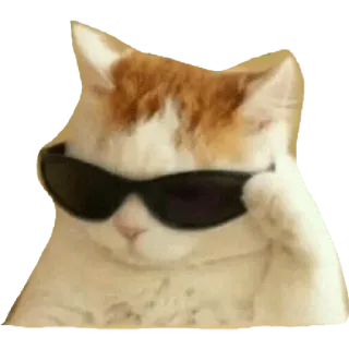 😎 cat, sunglasses, cool, animal, pet, attitude telegram sticker