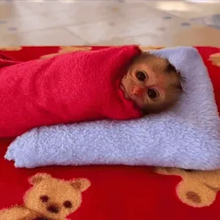 🛏 monkey, baby monkey, animal, cute, towel, blanket, primate whatsapp sticker
