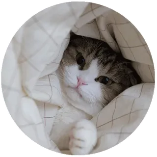 😠 gato, lindo, animal, mascota, manta, acogedor telegram sticker