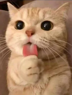 🤤 gato, gatito, lindo, lamiendo, animal, mascota telegram sticker