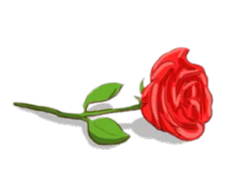 🌹 rosa, flor, rosa vermelha, natureza, planta telegram sticker