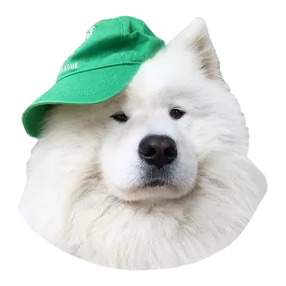 🎒 犬, サモエド, 帽子, ペット, 動物, かわいい telegram sticker
