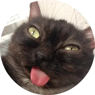 😗 chat, animal, langue, drôle, mème telegram sticker