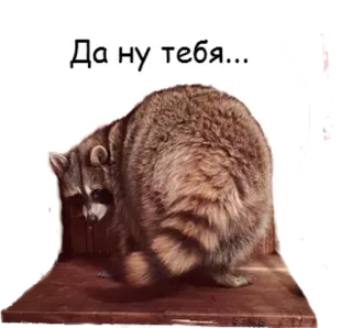 😒 Да ну тебя... guaxinim, meme, animal, engraçado telegram sticker