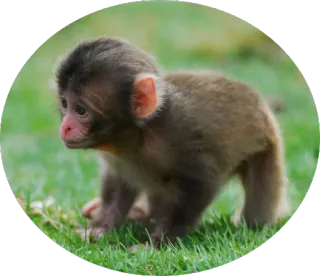 🐒 обезьяна, детёныш обезьяны, животное, милый, дикая природа, трава telegram sticker