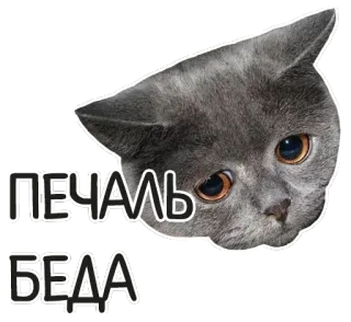 ☹ ПЕЧАЛЬ
БЕДА chat, triste, russe, détresse, chaton telegram sticker