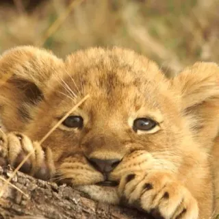 🦁 león, cachorro, animal, cría, fauna, lindo telegram sticker