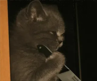 🔪 cat, knife, kitten, meme, animal, pet telegram sticker
